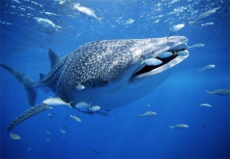 Ga Aquarium Lets Guests Swim With Whale Sharks Accesswdun Com