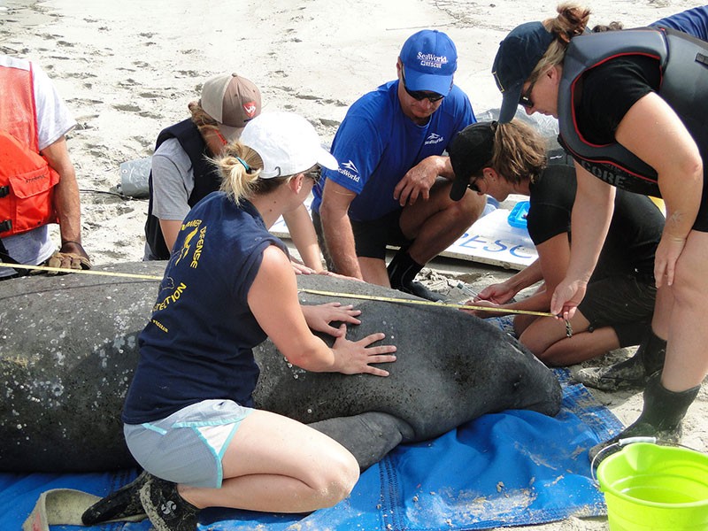 Manatees tracked to explore movements on Georgia coast | AccessWDUN.com