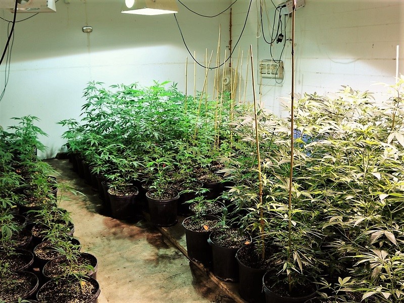 More than 550 marijuana plants located in Franklin Coun... | AccessWDUN.com