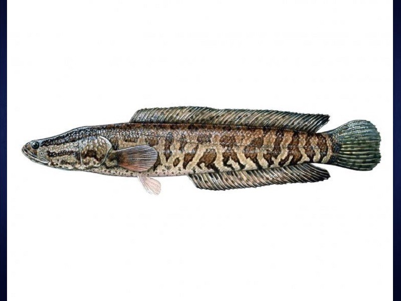 Snakeheads may be wreaking ecological harm, after all, Fisheries