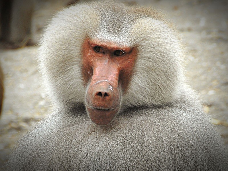 What is a group of baboons? | AccessWDUN.com