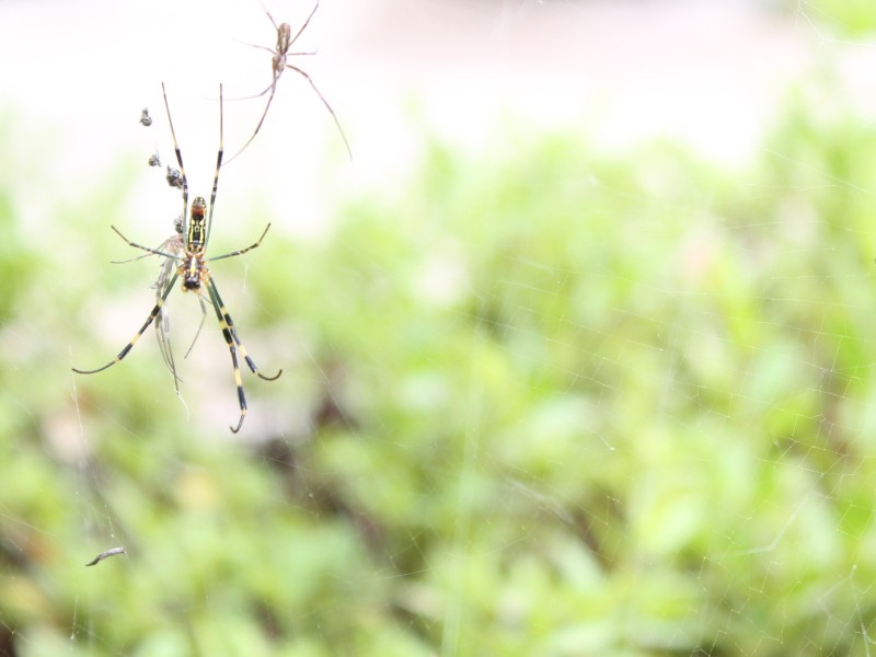 Joro spiders are an invasive species known for parachuting through