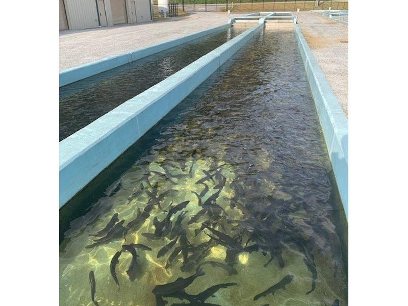 Renovated Lake Burton hatchery anxious to get back to g